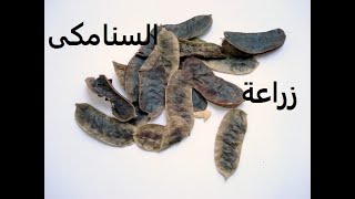 سنامكى سنا طرق تكاثر والاستنساخ وفوائد طبية ورعاية Cassia acutifolia حلقة 278 [upl. by Cristy]