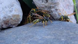 Polistes UpClose paper wasps 01 [upl. by Lauree]