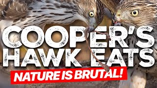 Nature is BRUTAL Coopers Hawk Eats a Chipmunk [upl. by Carr]