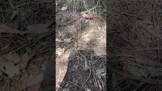 Releasing an extremely venomous Dugite baby Pseudonaja Affinis [upl. by Sherr]