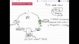 شرح طفيليات تحليلات مرضية المرحلى الثانية شرح طفليلي Diphyllobothrium Latum [upl. by Cathie]