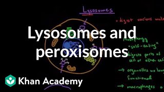 Lysosomes and peroxisomes  Cells  MCAT  Khan Academy [upl. by Suiratnod]