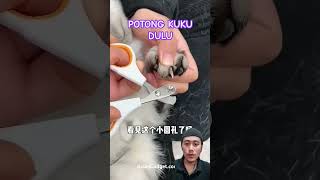 Potong kuku kucing dulu shorts funny funnyshorts [upl. by Nnylhsa]