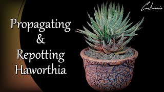 Propagating amp Repotting Haworthia  Cactus amp Succulents [upl. by Otrebor]