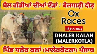 🔴Live Dhaler Kalan  Malerkotla  Punjab  ਬੈਲ ਗੱਡੀਆਂ ਦੀਆਂ ਦੌੜਾਂ  Ox Races  08 Jan 2024 [upl. by Hewet]