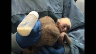 Minnesota Zoo new baby Gibbon [upl. by Tiossem]