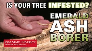 How to Tell if an Ash Tree is Infested with EAB [upl. by Aala961]