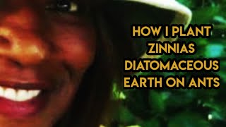 Throwing out seedsHow I Plant ZinniasDiatomaceous Earth On Ants [upl. by Faydra]