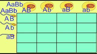 GENETICS INDEPENDENT ASSORTMENT PUNNETT SQUARE [upl. by Tito]