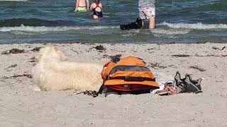 Ostsee HundestrandTipps  Scharbeutz  Haffkrug mit Hund [upl. by Uuge14]