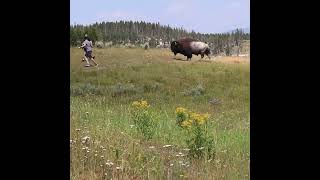 BeBisonAware Yellowstone [upl. by Blunt877]