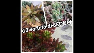 10 varietà di SEDUM [upl. by Matta]