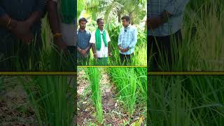 పండ్ల తోటలో వరి వారెవ్వా అంటున్నారు farming agriculture raitunestham [upl. by Burl]