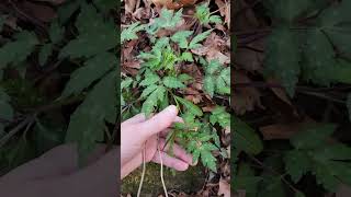 Fernleaf phacelia Phacelia bipinnatifida working on flowering [upl. by Yehudi]