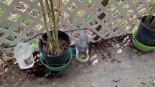 Clumping Bamboo in Containers 92024 [upl. by Aneryc]