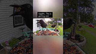 Momma Grackles Day Off When Fledgling Wont Take a Hint [upl. by Hesther]