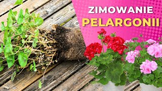 Jak przechowywać pelargonie przez zimę –2 sposoby [upl. by Read]