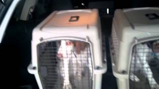 Do the Dog Crates Fit Subaru Outback [upl. by Yriek]