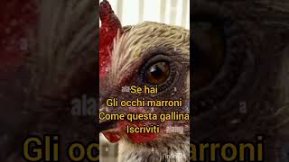 Iscriviti se hai gli occhi marronigallina [upl. by Yrian]