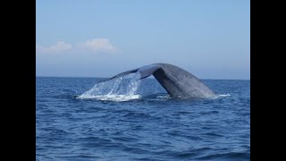 Blue Whale close encounter Newport Harbor California [upl. by Lash697]