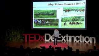 Restoring europes wildlife with aurochs and others Henri KerkdijkOtten at TEDxDeExtinction [upl. by Davy]