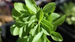 Does Stevia Plant Have Side Effects Facts About Organic Stevia [upl. by Rolf417]