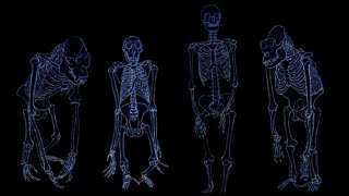 2 EVOLUTION PRIMATES  homologie et parenté [upl. by Farleigh579]