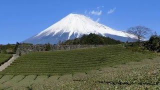 soukanonori 富士宮茶畑と富士山 160210 [upl. by Aisiram]