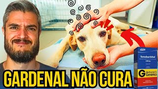 CONVULSÃƒO EM CACHORRO COMO CONTROLAR EPILEPSIA EM CAES COM PROBLEMAS NEUROLÃ“GICOS NO CÃ‰REBRO [upl. by Kati]