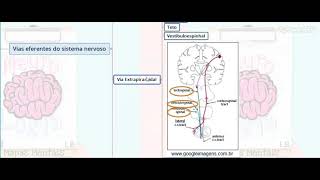 Vias Aferentes e Eferentes do Sistema Nervoso  Parte 03  NeuroLogia em Mapas Mentais [upl. by Carolee]