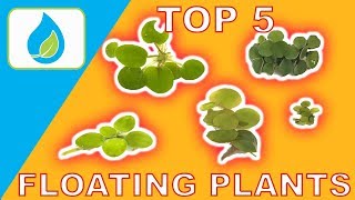 TOP 5 FLOATING AQUARIUM PLANTS [upl. by Mateya]