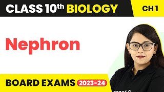 Nephron diagram drawing CBSE  easy way  draw structure of nephron  Step by step [upl. by Emmanuel947]