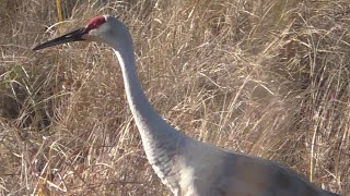 Sandhill Crane Short 2 [upl. by Olraced249]