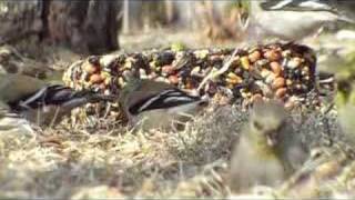 Goldfinch reacting to blue jay [upl. by Anual]