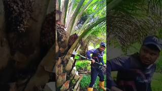 Palm oil fruithttpsyoutubecomcultivation1siKawAboPa2l3tG44b [upl. by Eemiaj]