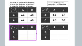 Korsningsschema Anlag för blodgrupper [upl. by Sivatco763]