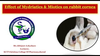 Expt no 14 amp 15 Effect of Mydriatics amp Miotics on rabbit cornea [upl. by Mihcaoj]