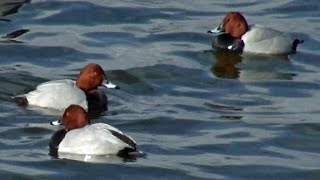 Pochard  tewbirds  WWT Welney  201502 [upl. by Ecnarrat]