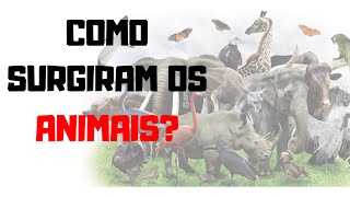 ORIGEM E EVOLUÇÃO DOS METAZOÁRIOS  RESUMÃO BIOLOGIA ZOOLOGIA [upl. by Rawna]