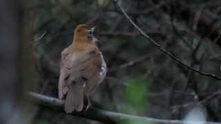 Wood Thrush Singing in the Spring [upl. by Ennayoj]