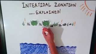 Intertidal Zonation Explained [upl. by Hibbs239]