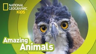 Harpy Eagle  Amazing Animals [upl. by Doughman]