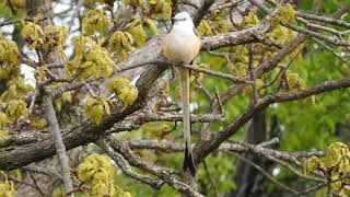 Beautiful Scissortailed flycatcher Oklahomas state bird [upl. by Cummine]