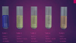 pepsin digestion of protein experiment [upl. by Nosemaj192]