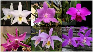 Орхидеи Обзор моей коллекции лаелий Laelia gouldiana jongheana pumila ghillanyi furfuracea [upl. by Branden]