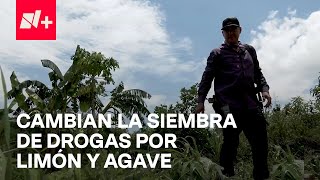 Agricultores del Triángulo Dorado dejan el cultivo de marihuana para cosechar limones y agave [upl. by Wsan231]