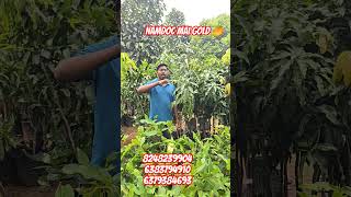 Golden mango Nam doc mai gold mango fruiting stage big size ppant [upl. by Odnaloy156]