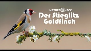 Der Stieglitz The Goldfinch [upl. by Fauman]