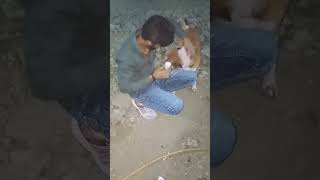 pets lover  viral bhopal pets funny dog shorts trending animals funnydogs vlog dogreels [upl. by Pascia]