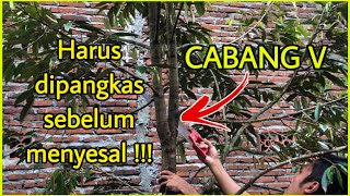 Cara PemangkasanPruning Durian Bawor Cabang Dua  Wajib Dipangkas Sebelum Menyesal [upl. by Blinnie]